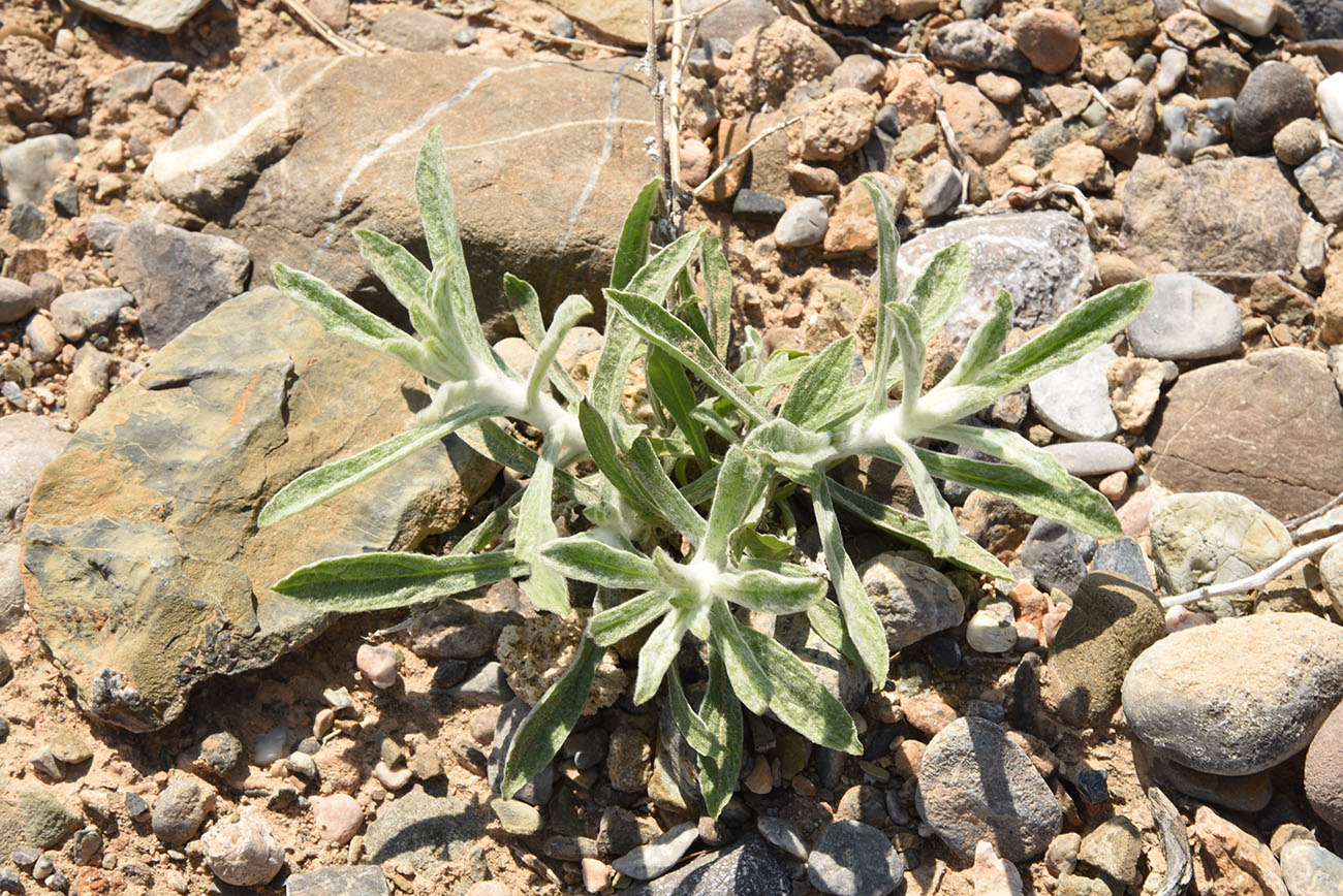 Изображение особи Pulicaria salviifolia.