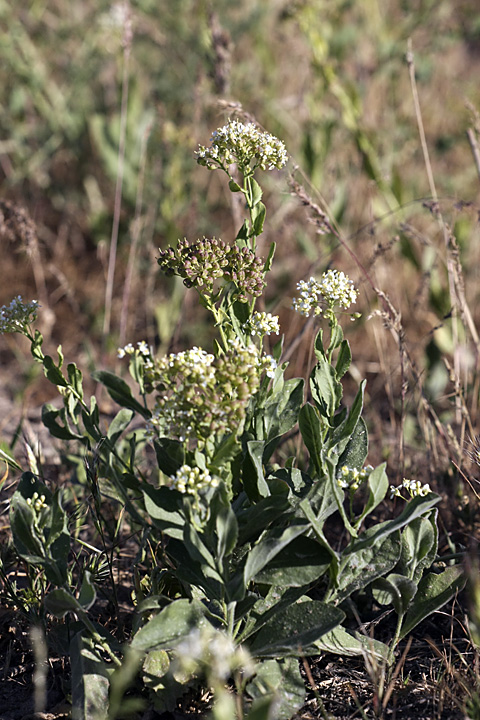 Изображение особи Cardaria repens.