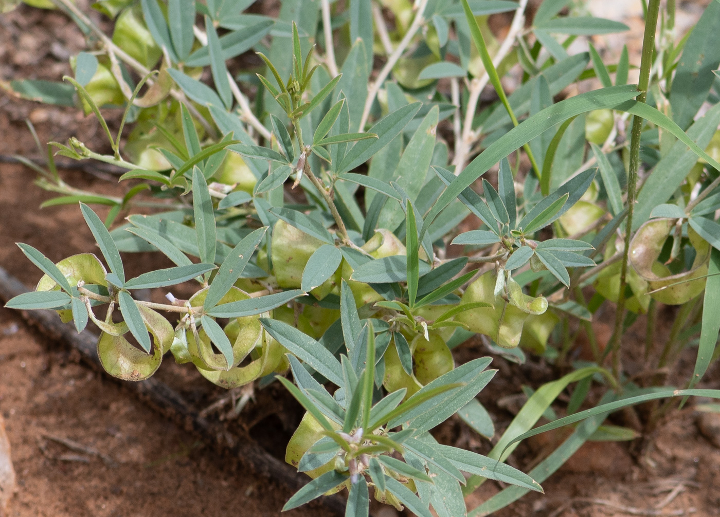 Изображение особи Ptycholobium biflorum.