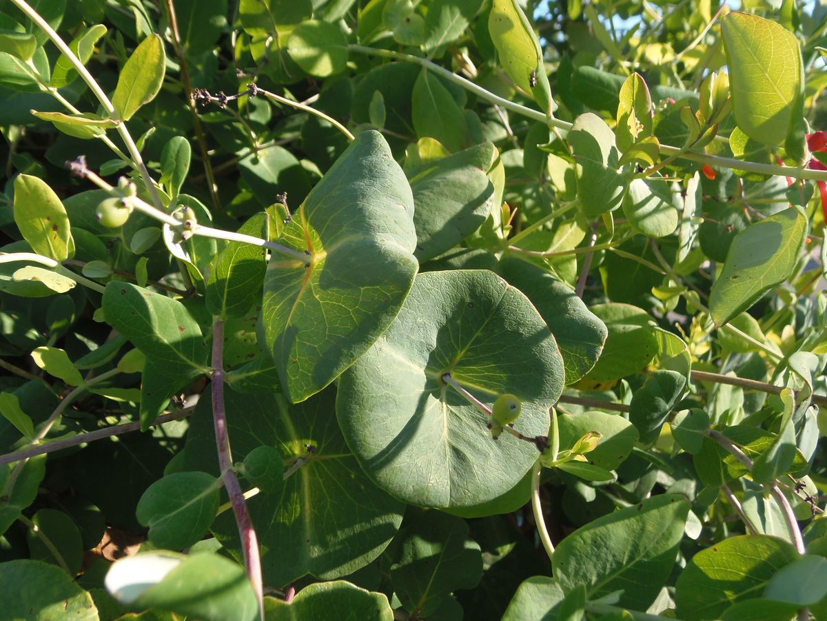 Image of Lonicera &times; brownii specimen.