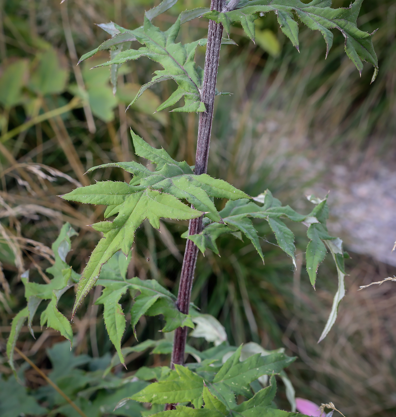 Изображение особи Echinops bannaticus.