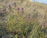 Thymus marschallianus