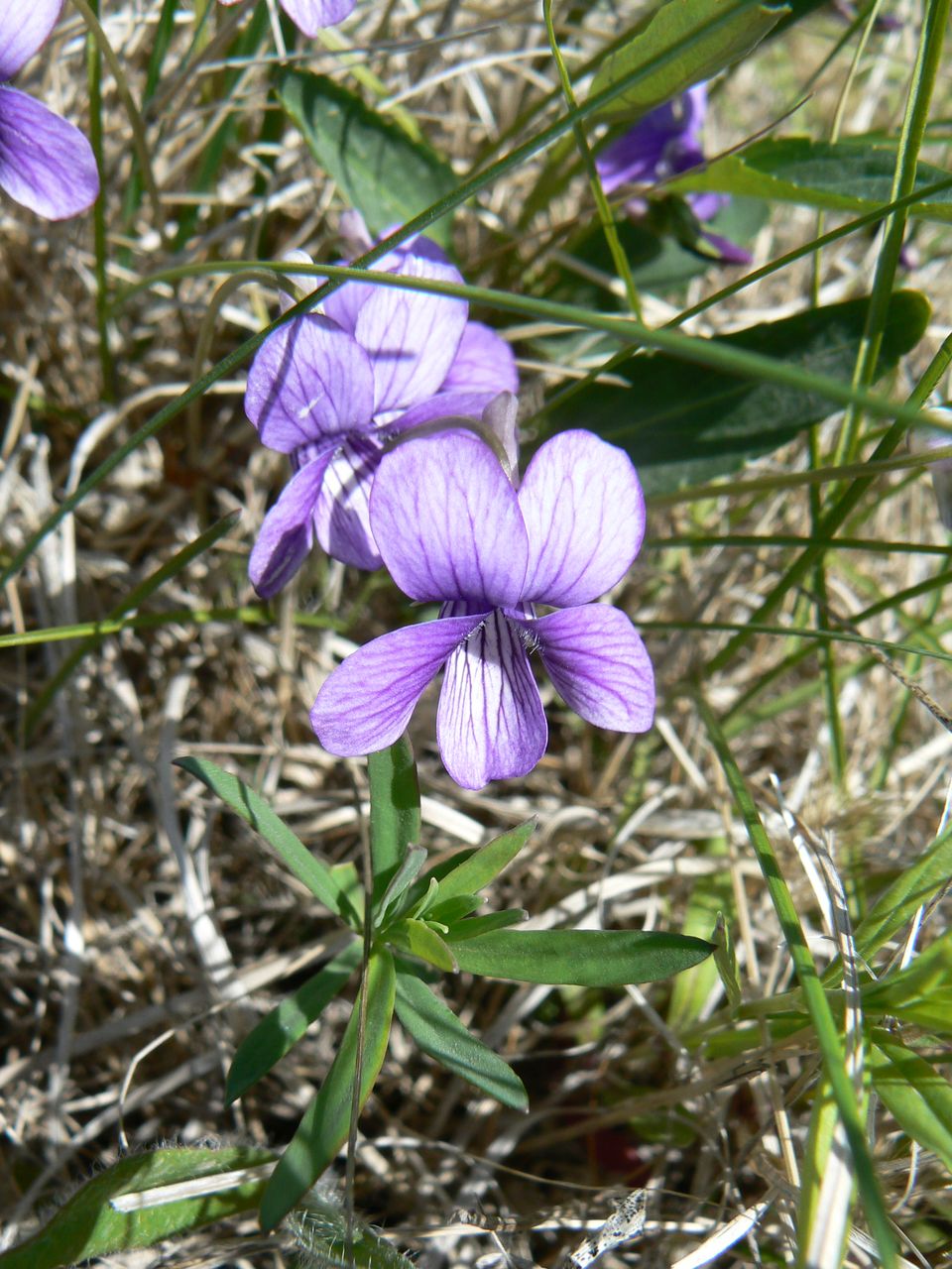 Изображение особи Viola mandshurica.