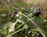 Solanum scabrum. Часть ветви с соцветиями и соплодиями с плодами разной степени зрелости. Тверская обл., г. Тверь, пос. Большие Перемерки, очистные, ок. кучи осадка из танков. 17 октября 2020 г.