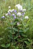 Clematis integrifolia