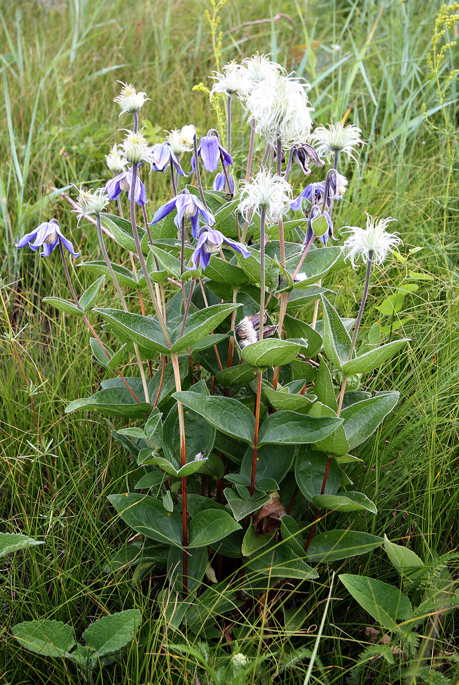 Image of Clematis integrifolia specimen.