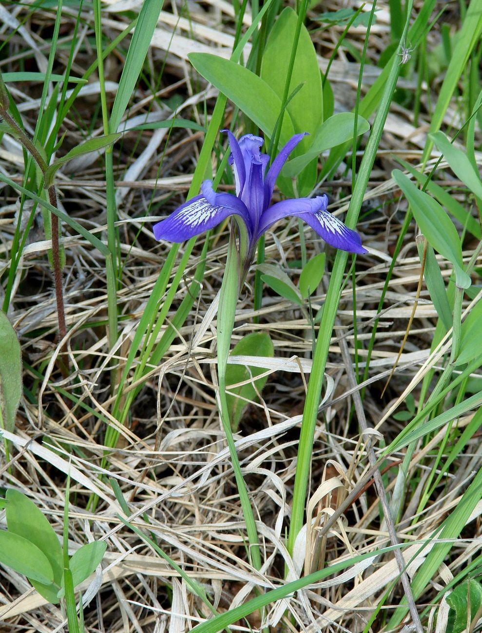 Image of Iris ruthenica specimen.