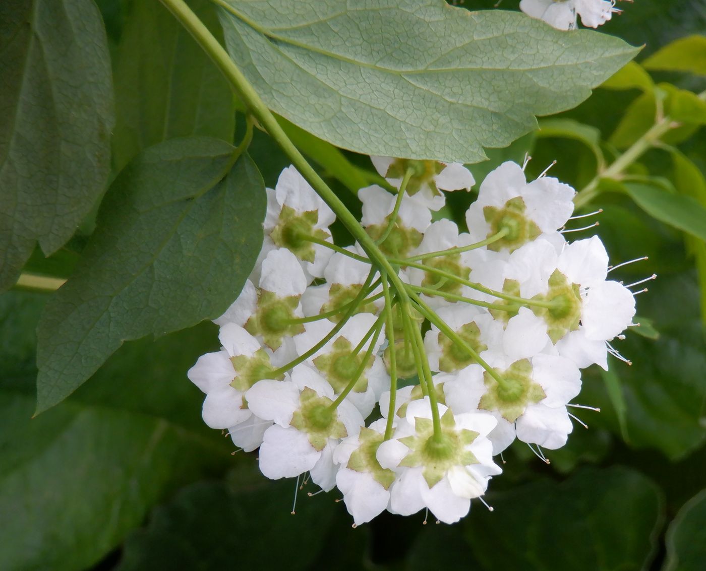 Image of Spiraea chamaedryfolia specimen.