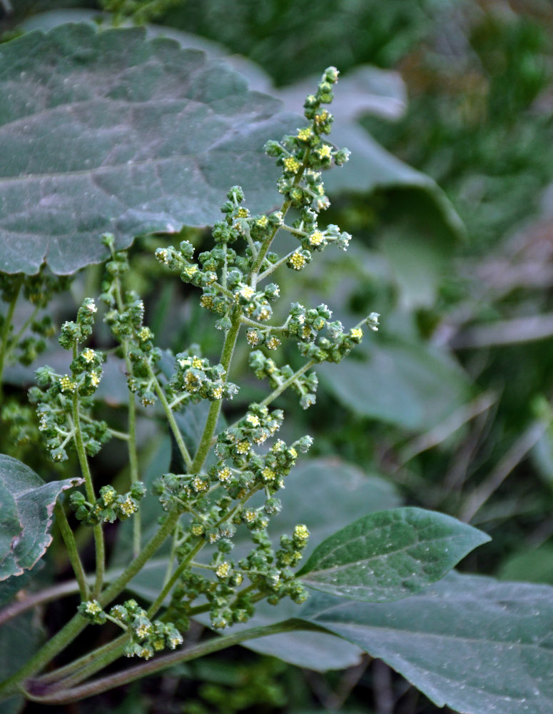 Image of Cyclachaena xanthiifolia specimen.