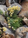 Linaria japonica. Цветущее растение среди камней на побережье. Приморье, берег бухты Неприметной, 5,5 км Ю-ЮВ села Милоградово. 13.08.2009.