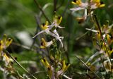 Corydalis ainae