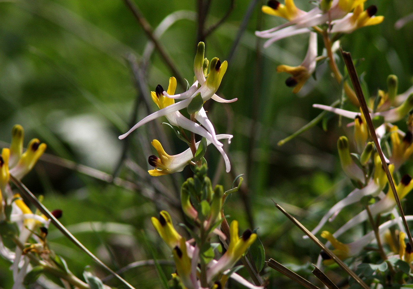 Image of Corydalis ainae specimen.