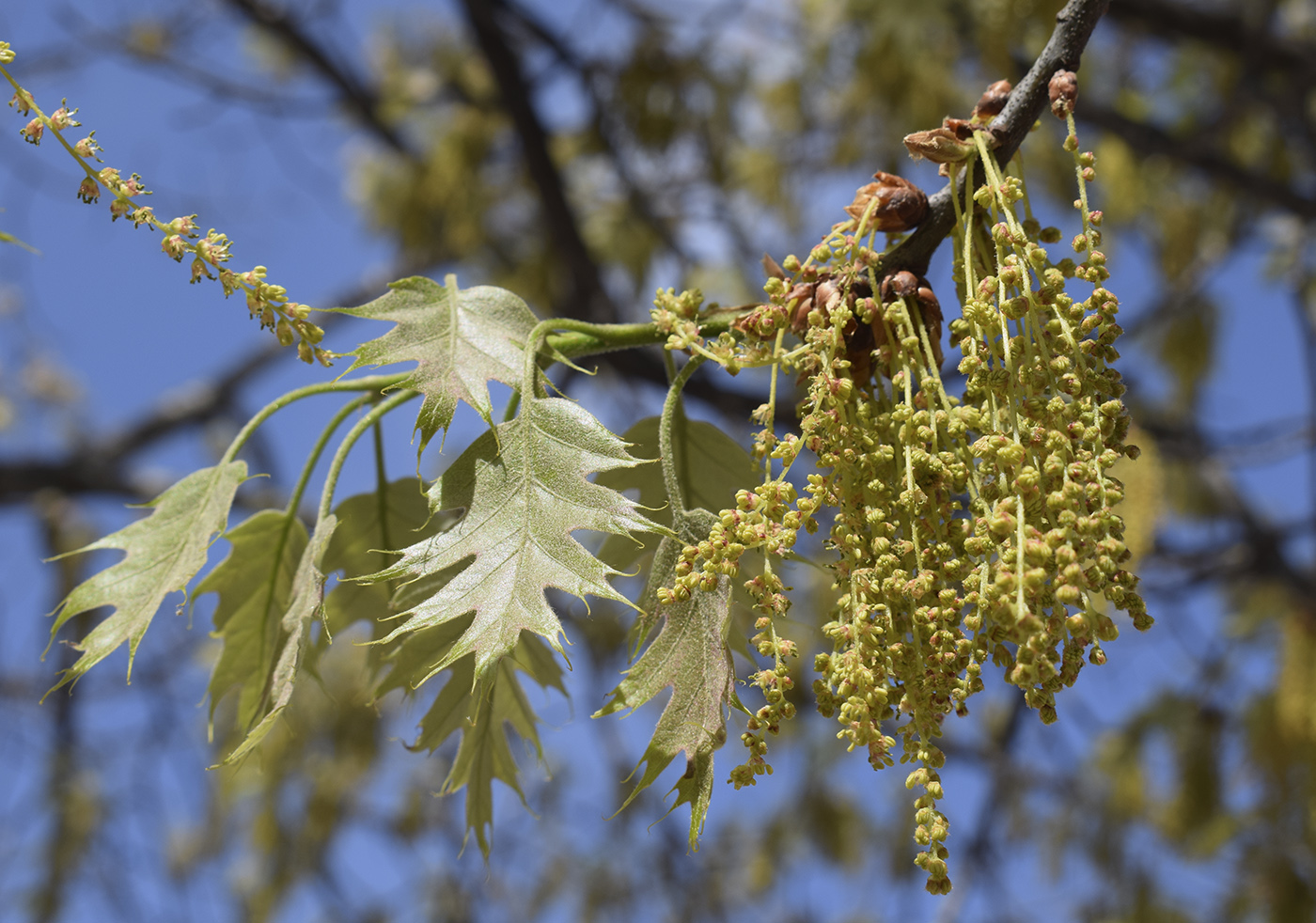 Изображение особи Quercus rubra.