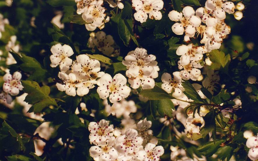 Изображение особи Crataegus monogyna.