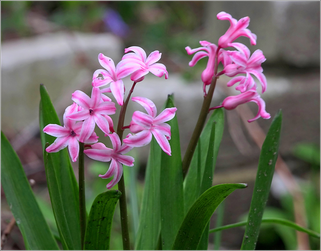 Изображение особи Hyacinthus orientalis.