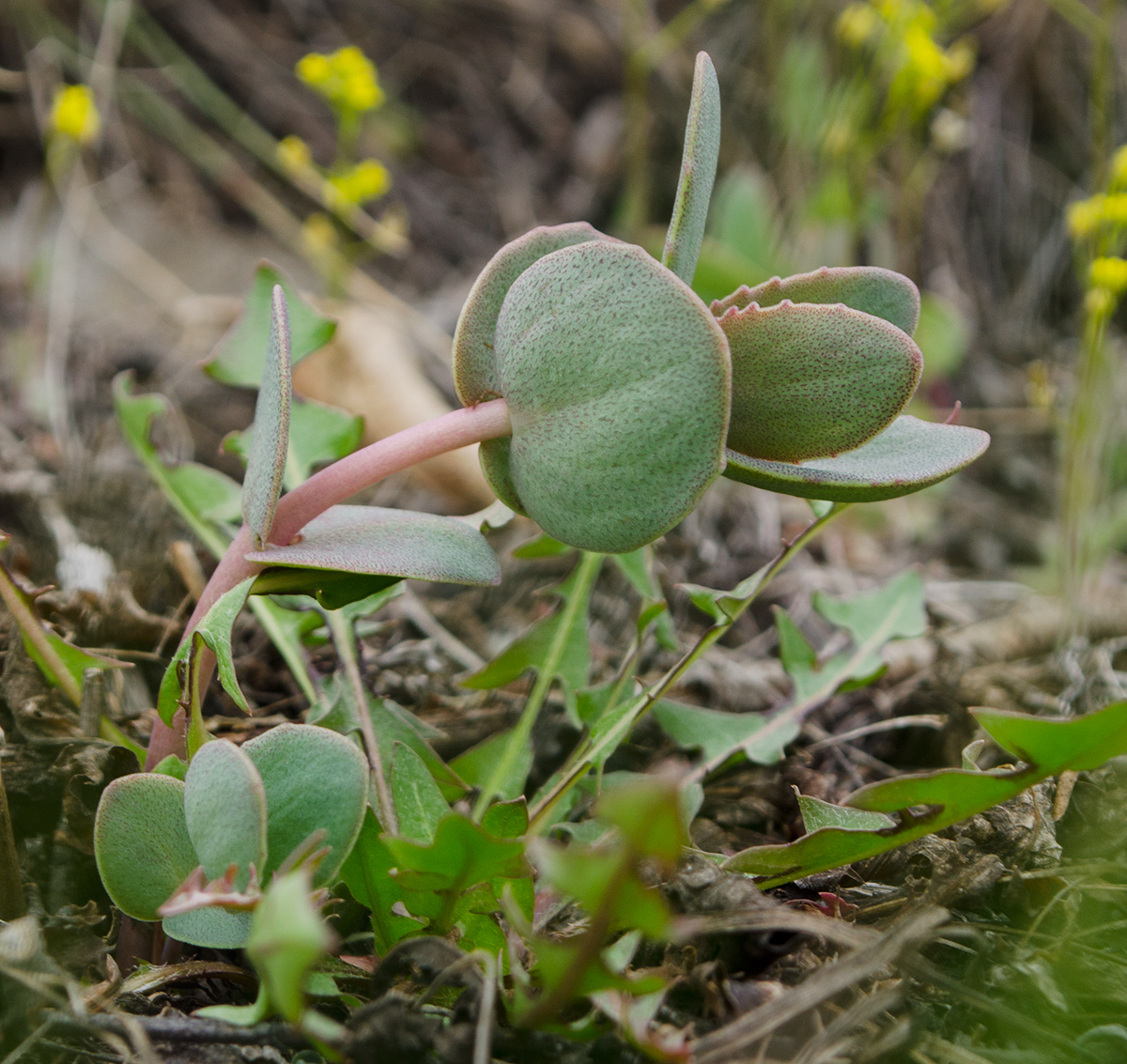 Изображение особи Hylotelephium stepposum.