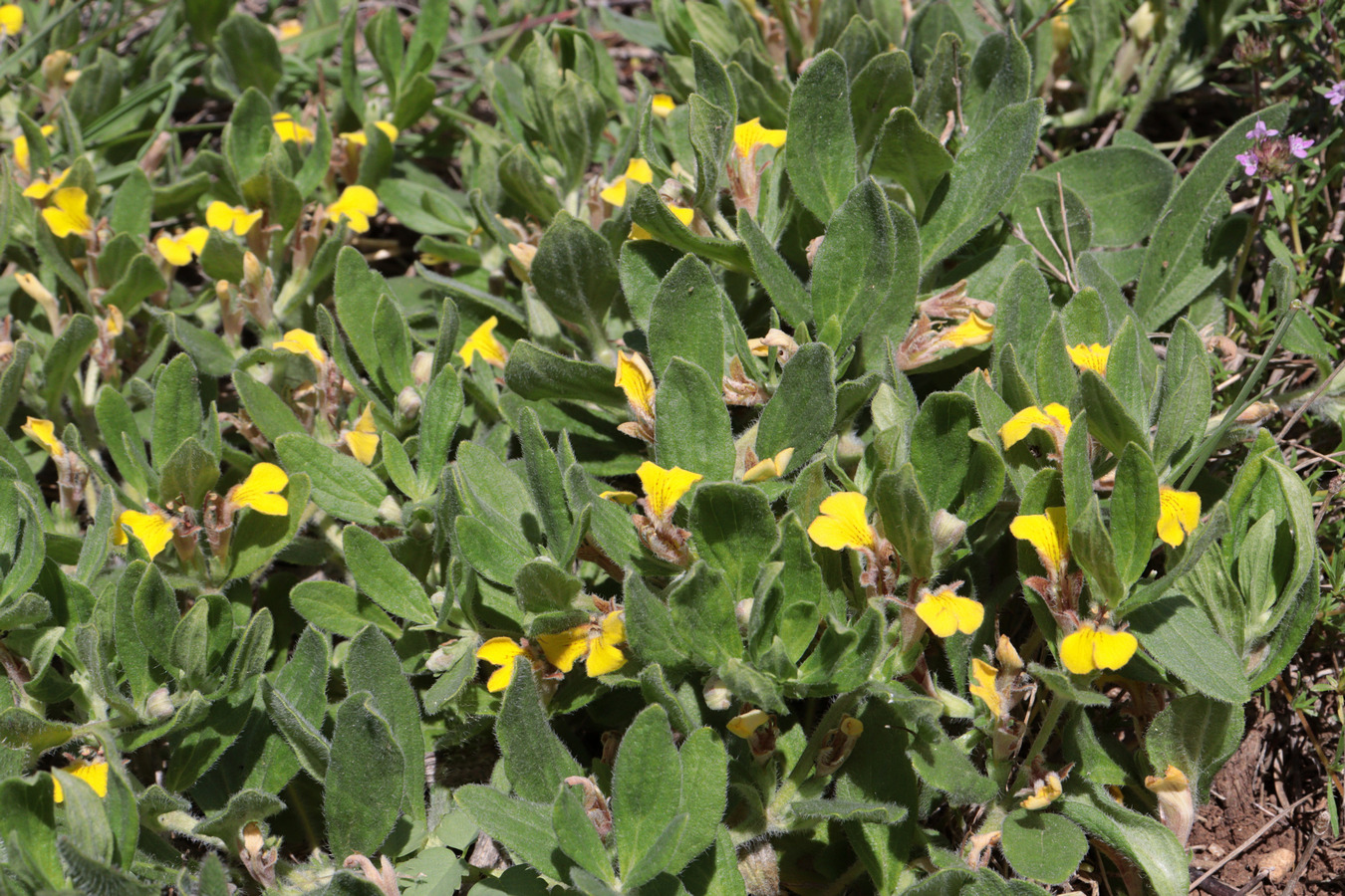 Image of Ajuga salicifolia specimen.