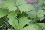 Rodgersia podophylla