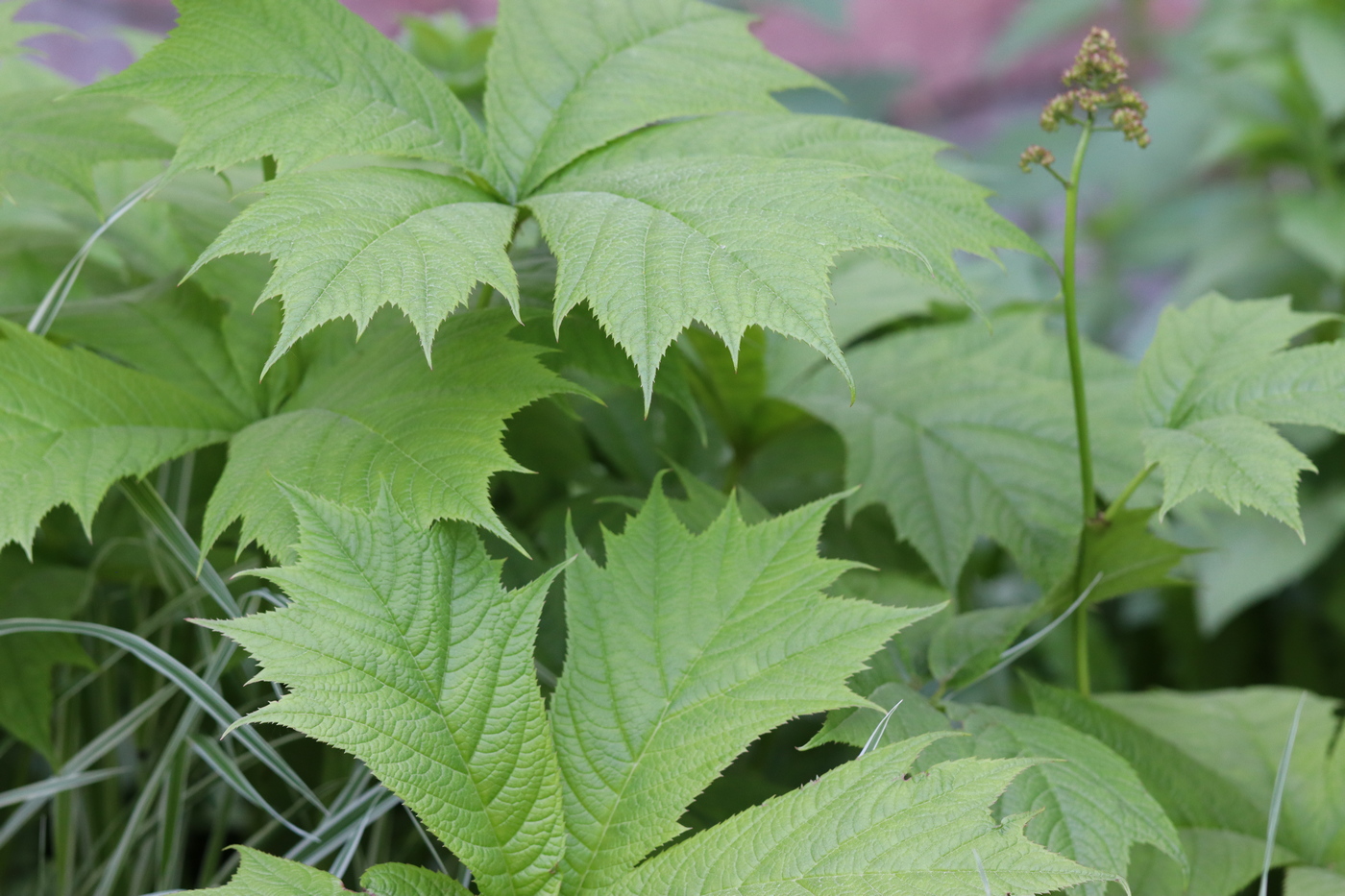 Image of Rodgersia podophylla specimen.