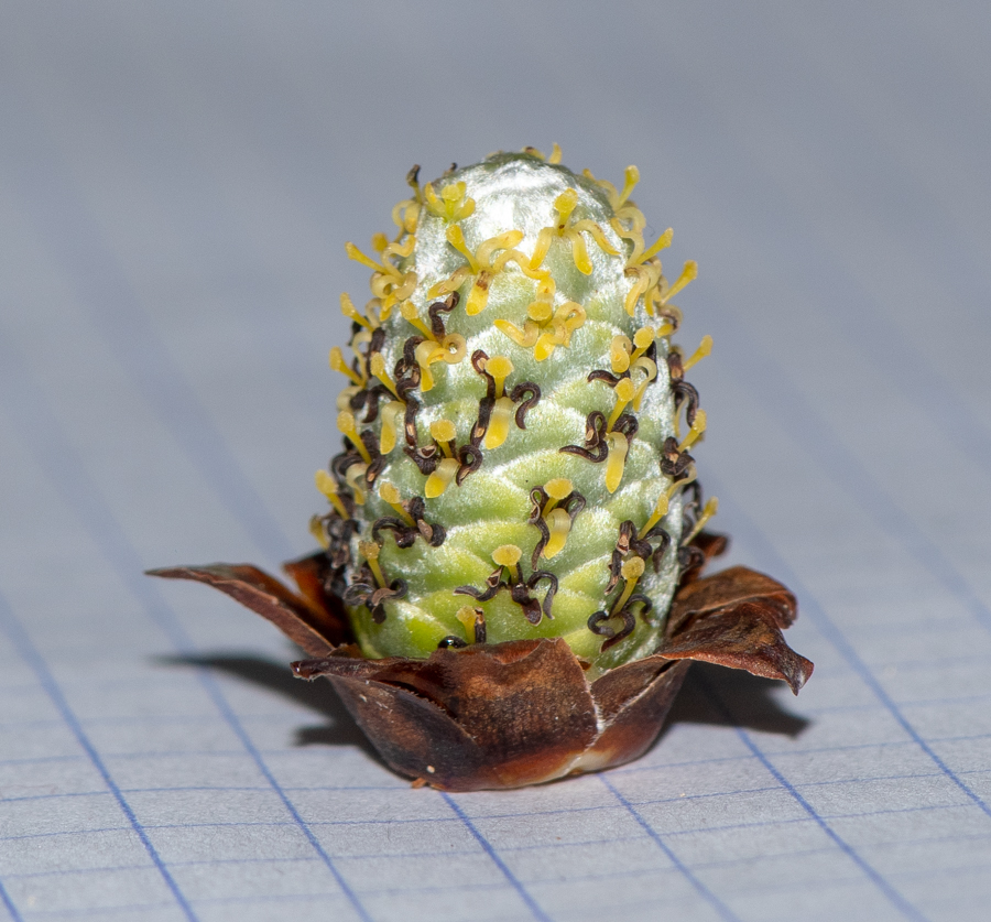 Изображение особи род Leucadendron.