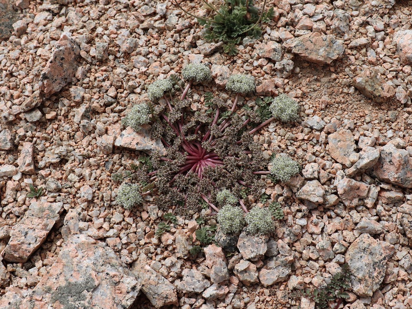 Image of Lomatocarpa alata specimen.