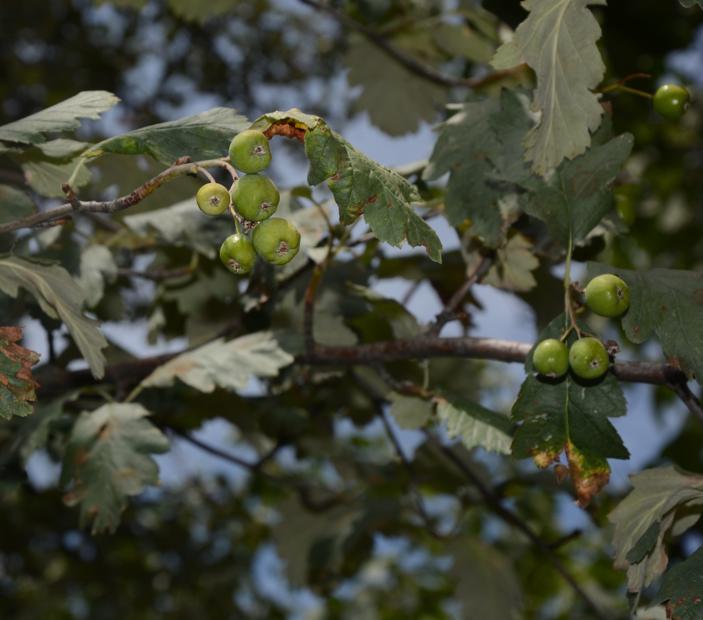 Изображение особи Sorbus persica.