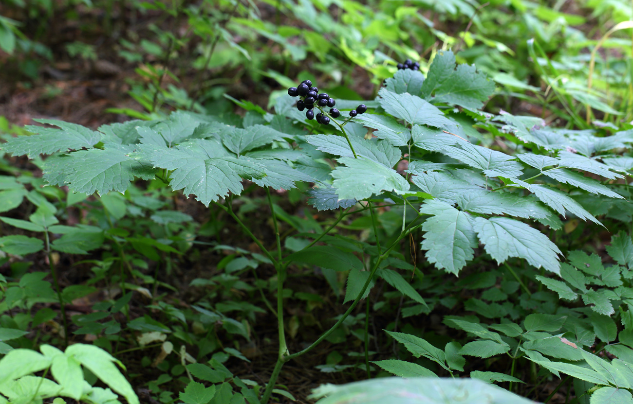 Image of Actaea spicata specimen.