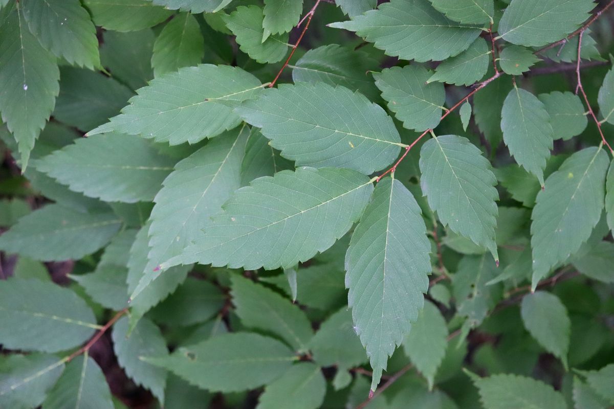 Image of Zelkova serrata specimen.