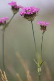 Dianthus andrzejowskianus. Верхушка растения с соцветиями. Ростовская обл., Белокалитвинский р-н, Грушево-Дубовское сельское поселение, окр. хут. Грушевка, правый коренной берег р. Кундрючья, степной каменистый склон. 05.06.2021.