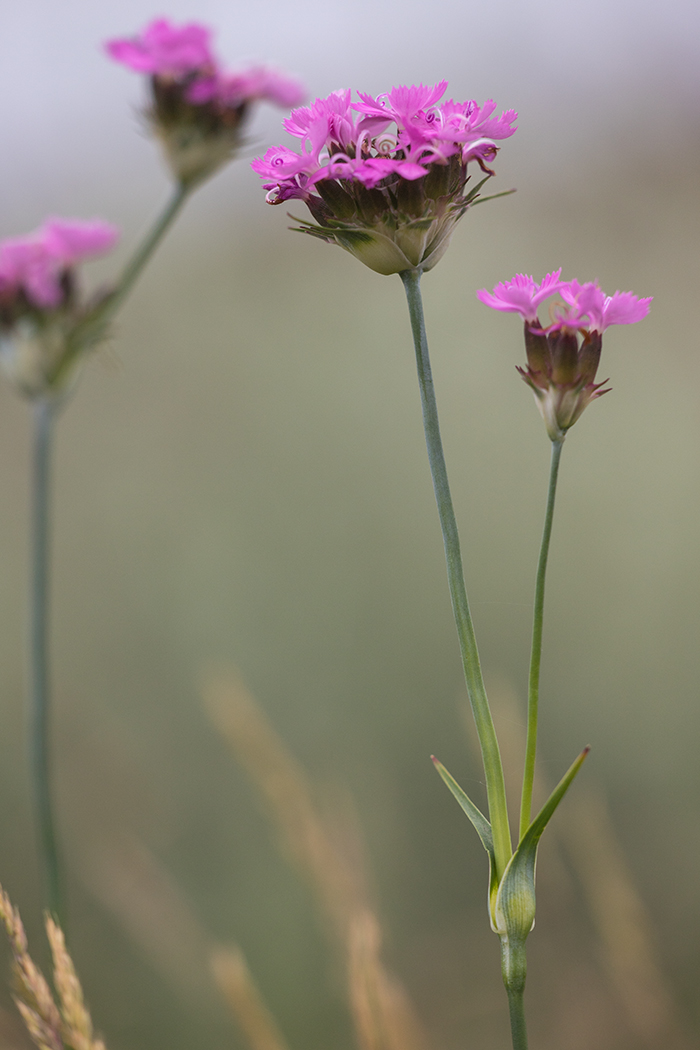 Image of Dianthus andrzejowskianus specimen.