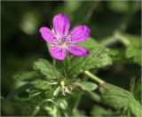 Geranium palustre