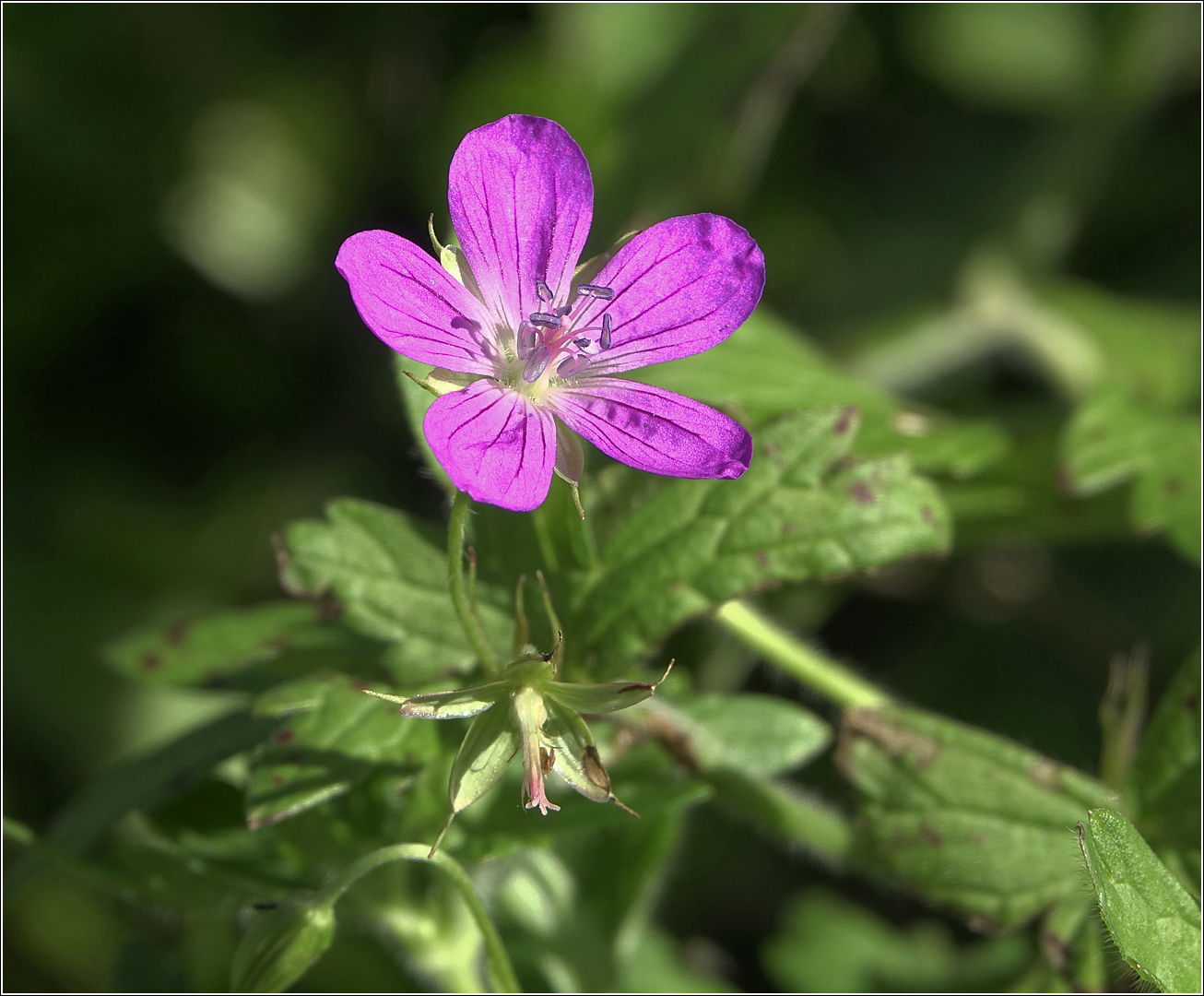 Изображение особи Geranium palustre.