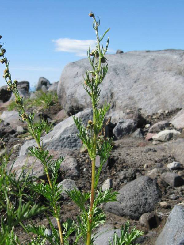 Изображение особи Artemisia arctica.