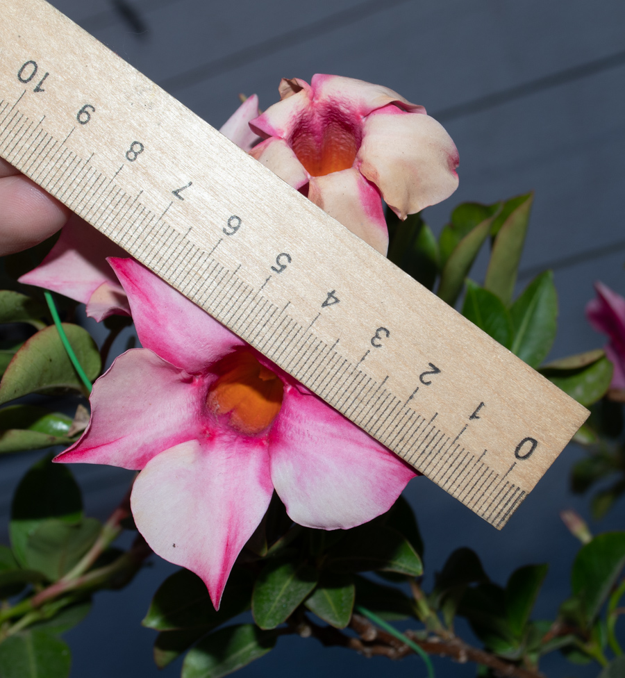 Image of Mandevilla sanderi specimen.