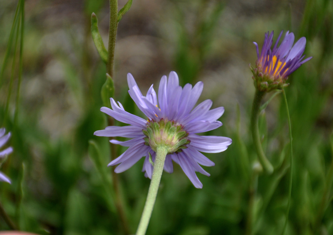 Изображение особи Aster alpinus.