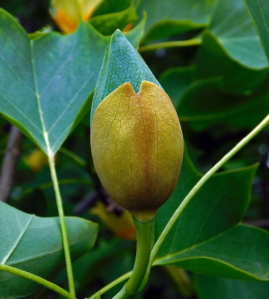 Image of Liriodendron tulipifera specimen.