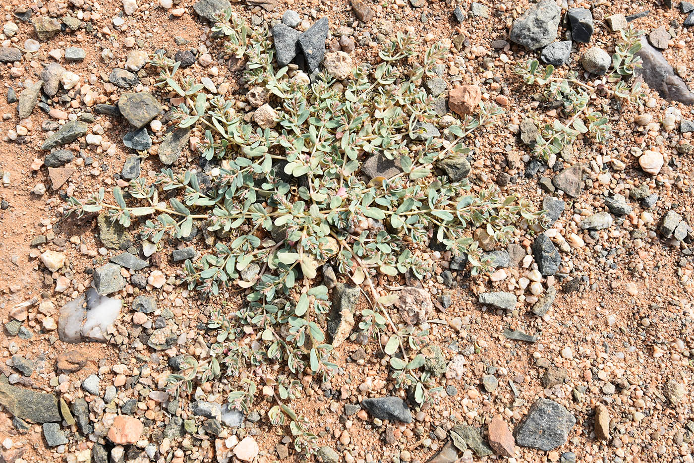Image of genus Euphorbia specimen.