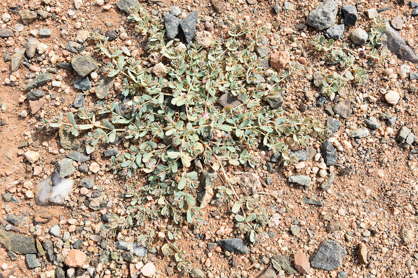 Image of genus Euphorbia specimen.