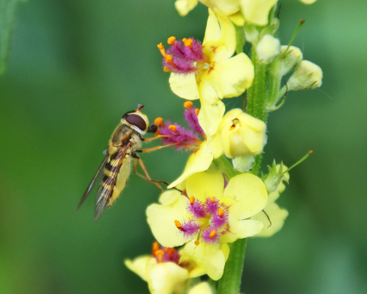 Image of Verbascum nigrum specimen.