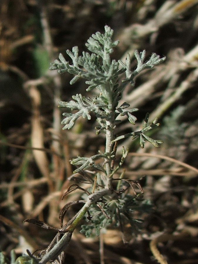 Изображение особи Artemisia taurica.