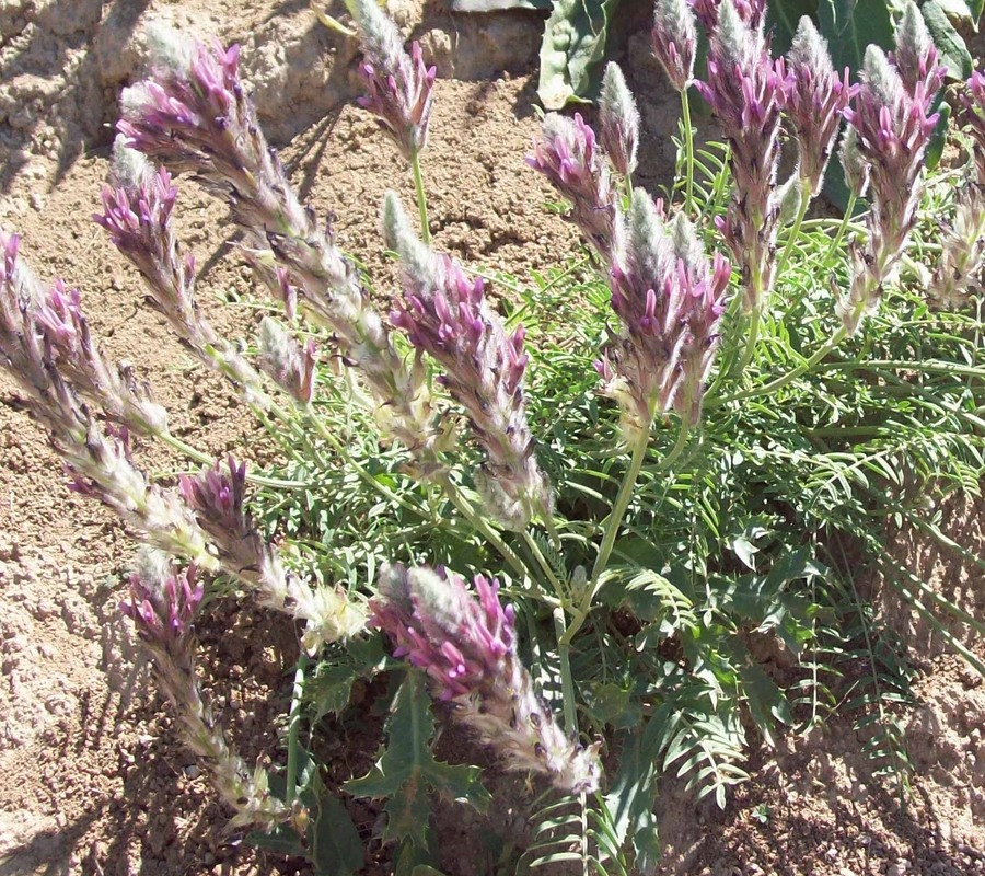 Image of Astragalus macrostachys specimen.