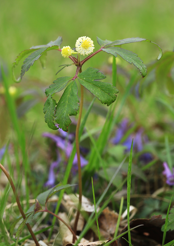 Изображение особи Anemone reflexa.