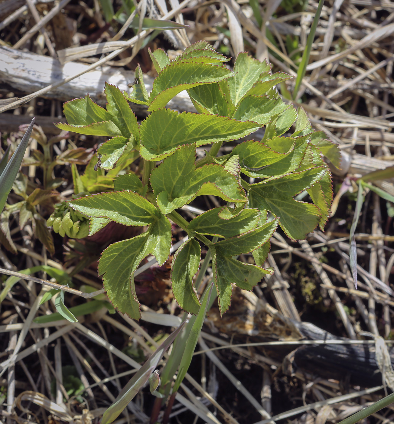 Изображение особи Archangelica officinalis.