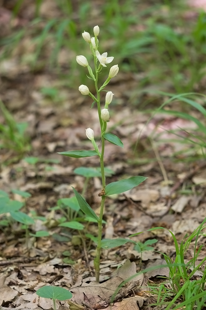 Image of Cephalanthera damasonium specimen.