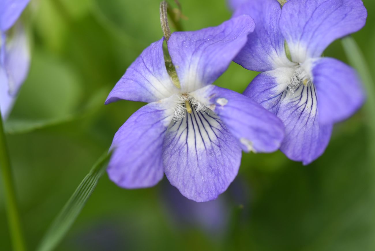 Image of Viola canina specimen.