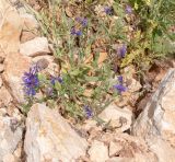 Centaurea cyanoides