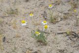 Microcephala lamellata. Цветущее растение. Узбекистан, Бухарская обл., окр. оз. Тудакуль, закреплённые пески. 4 мая 2022 г.