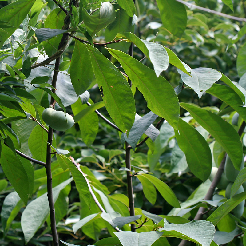 Image of Asimina triloba specimen.