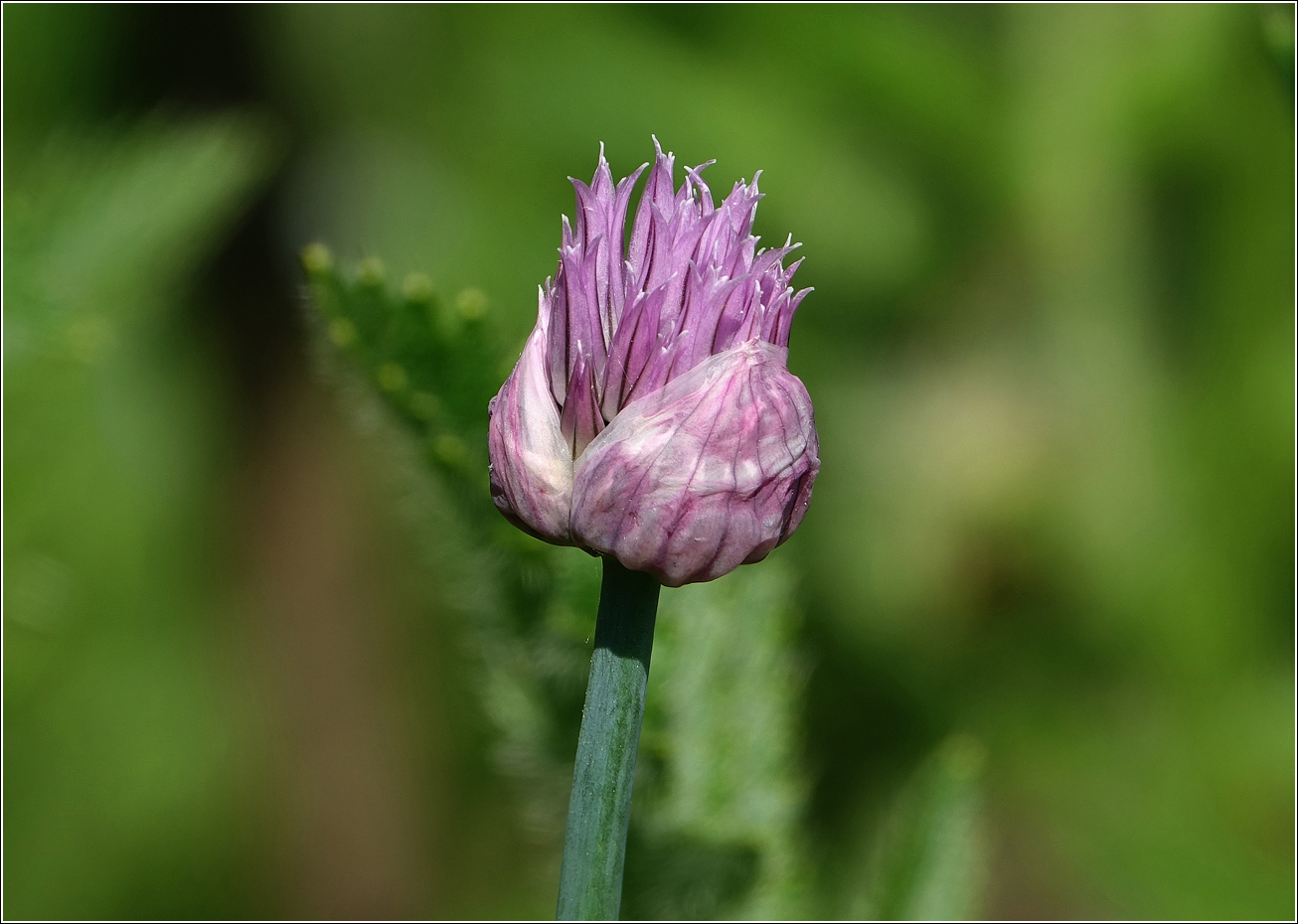 Image of Allium schoenoprasum specimen.