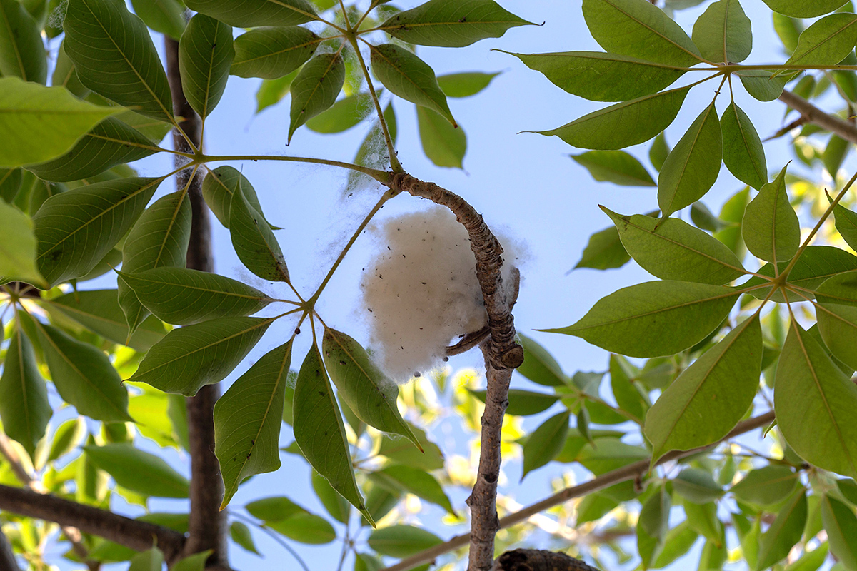 Image of Bombax ceiba specimen.